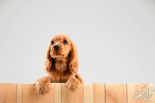 حس بویایی سگها